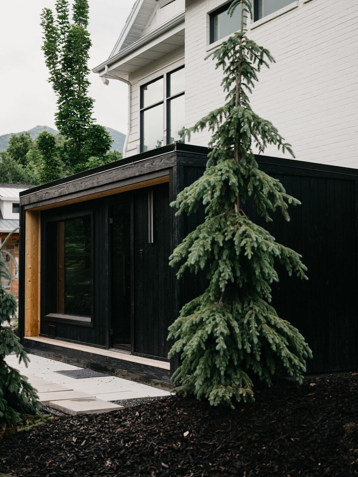 A blackened-timber garden structure beside a mature weeping spruce in dark mulch beds