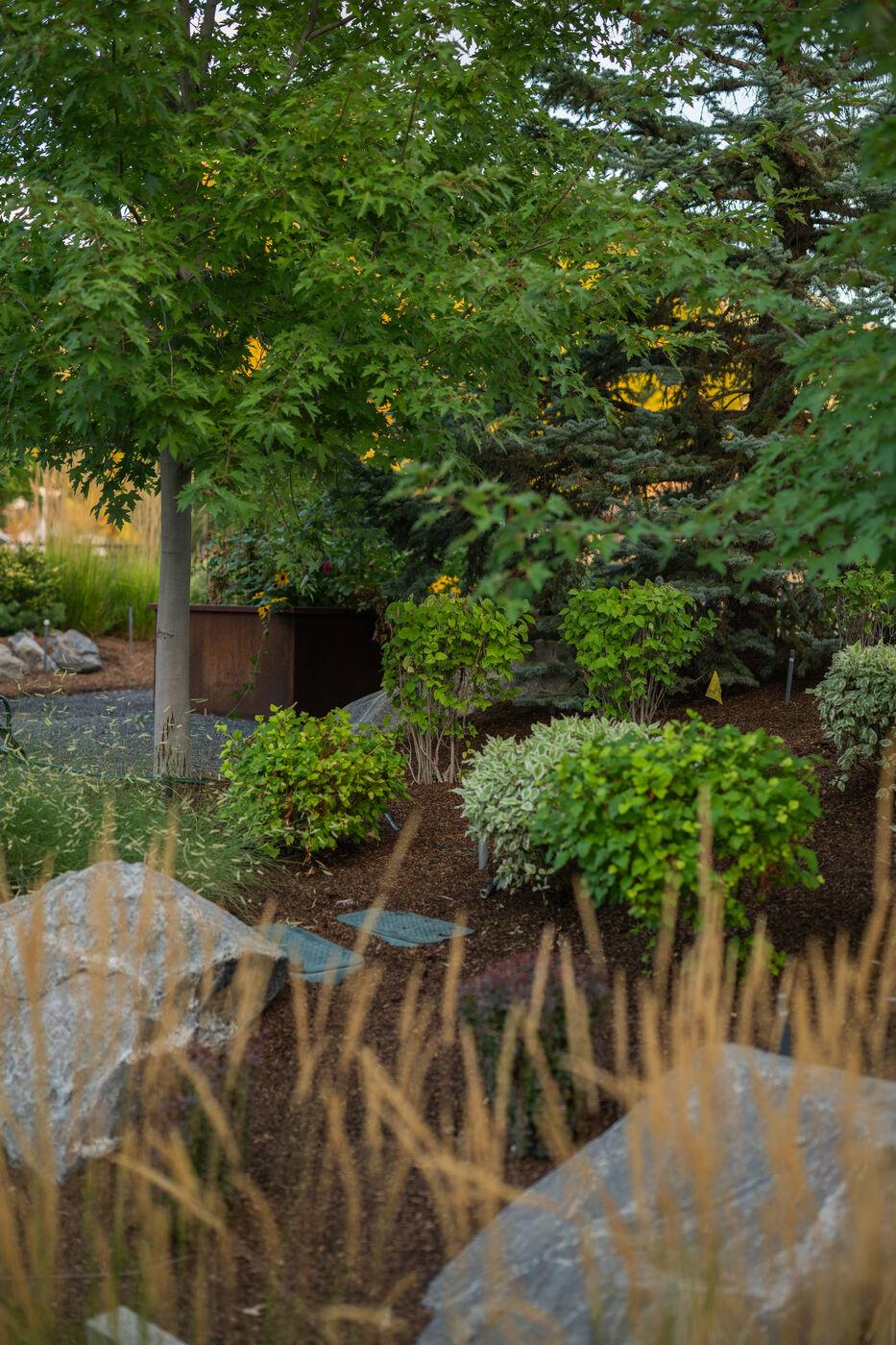 Ornamental grasses and set boulders catching the last of the light