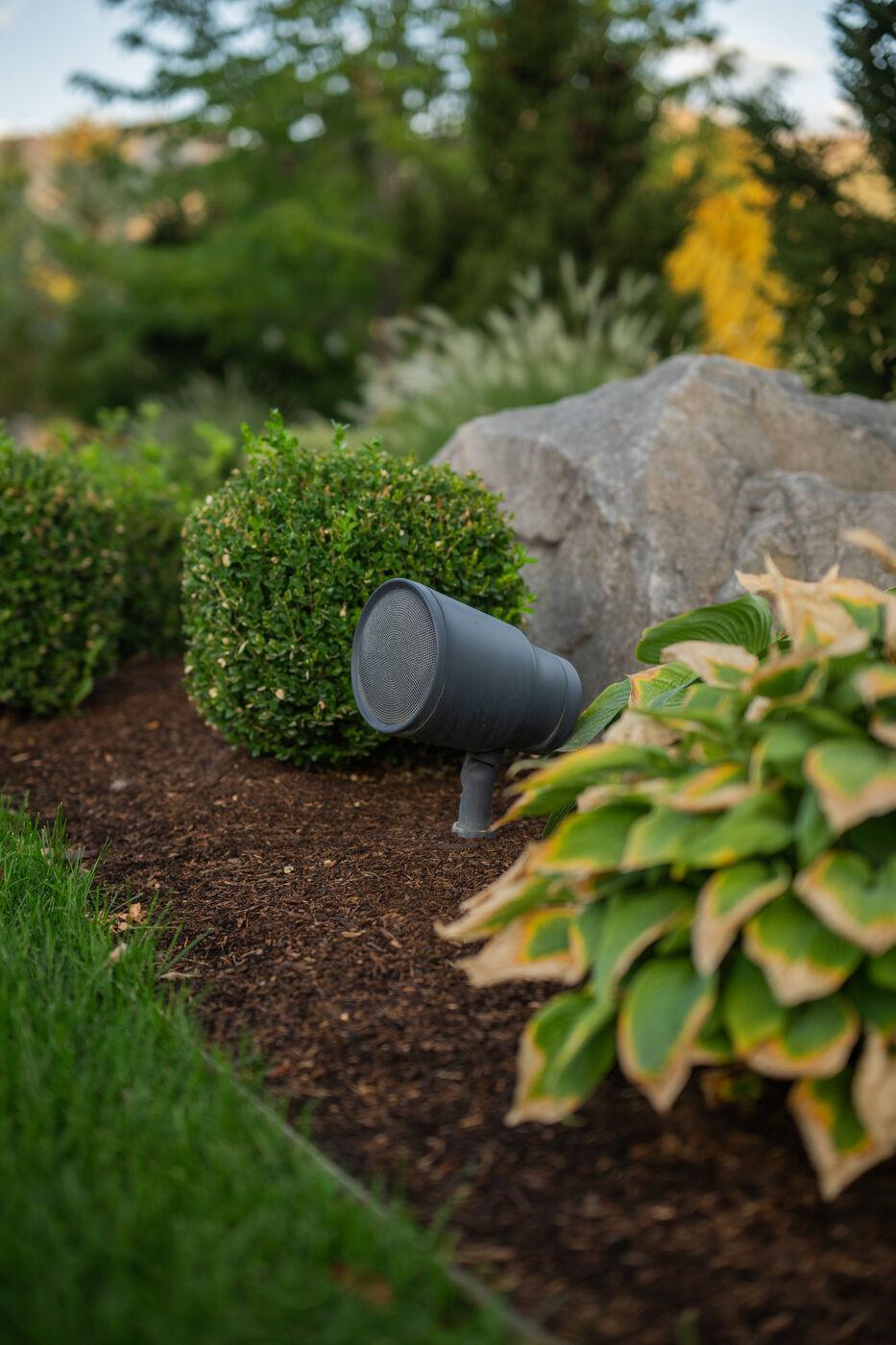 A directional fixture washing hosta and clipped boxwood at ground level