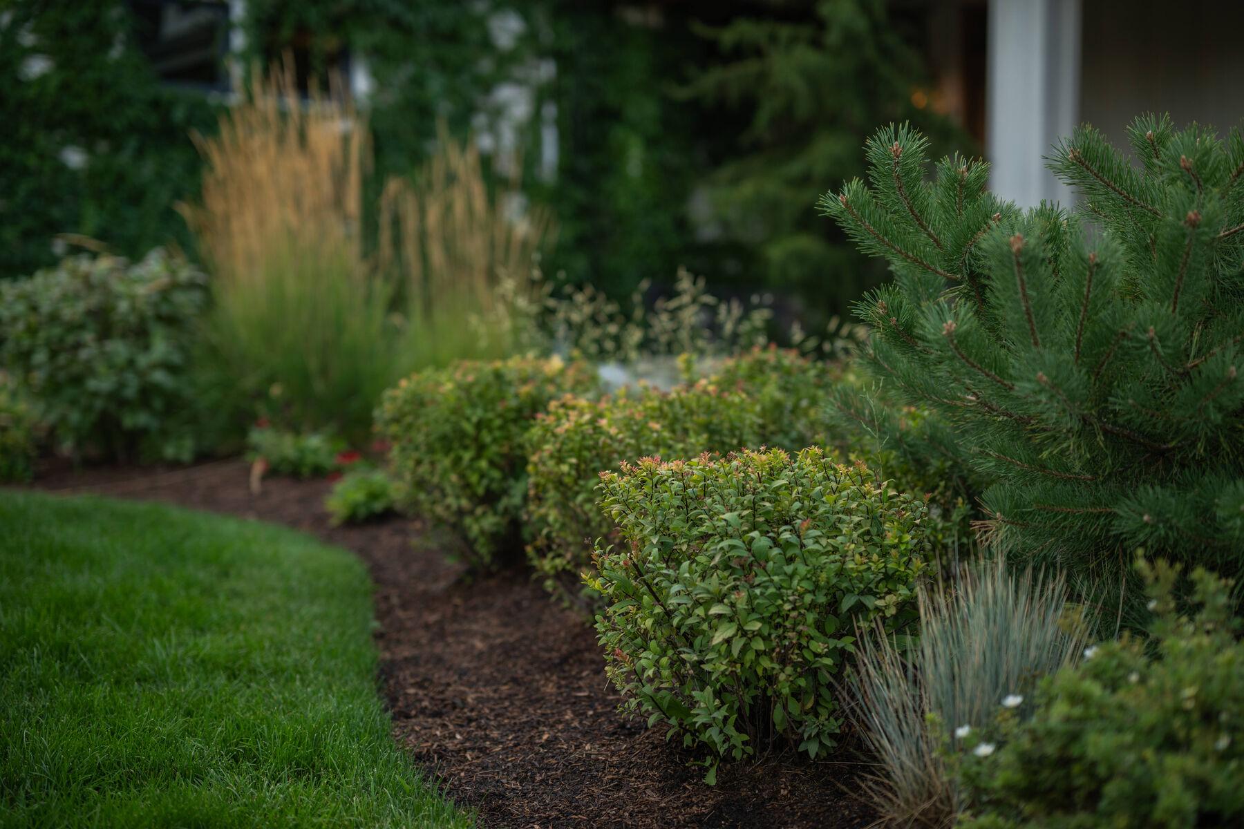 A mixed border of clipped shrubs, grasses, and perennials meeting mown lawn