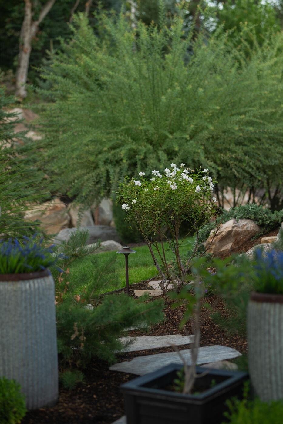 A specimen conifer and containers set against layered evergreen planting