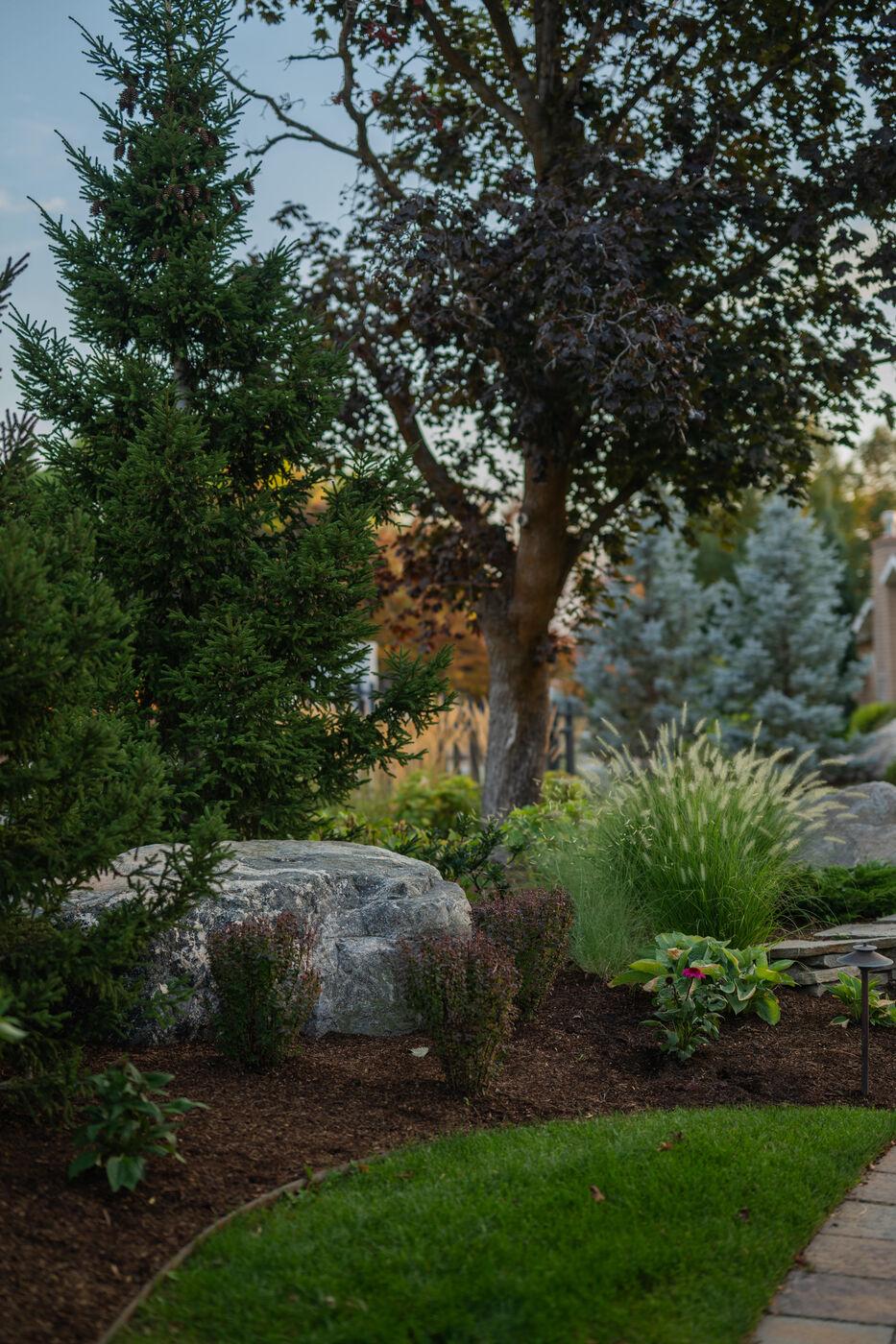 Boulders set among conifers and ornamental grasses at the edge of a lawn